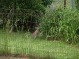 Rabbit in flower garden