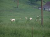Pittmans Cattle