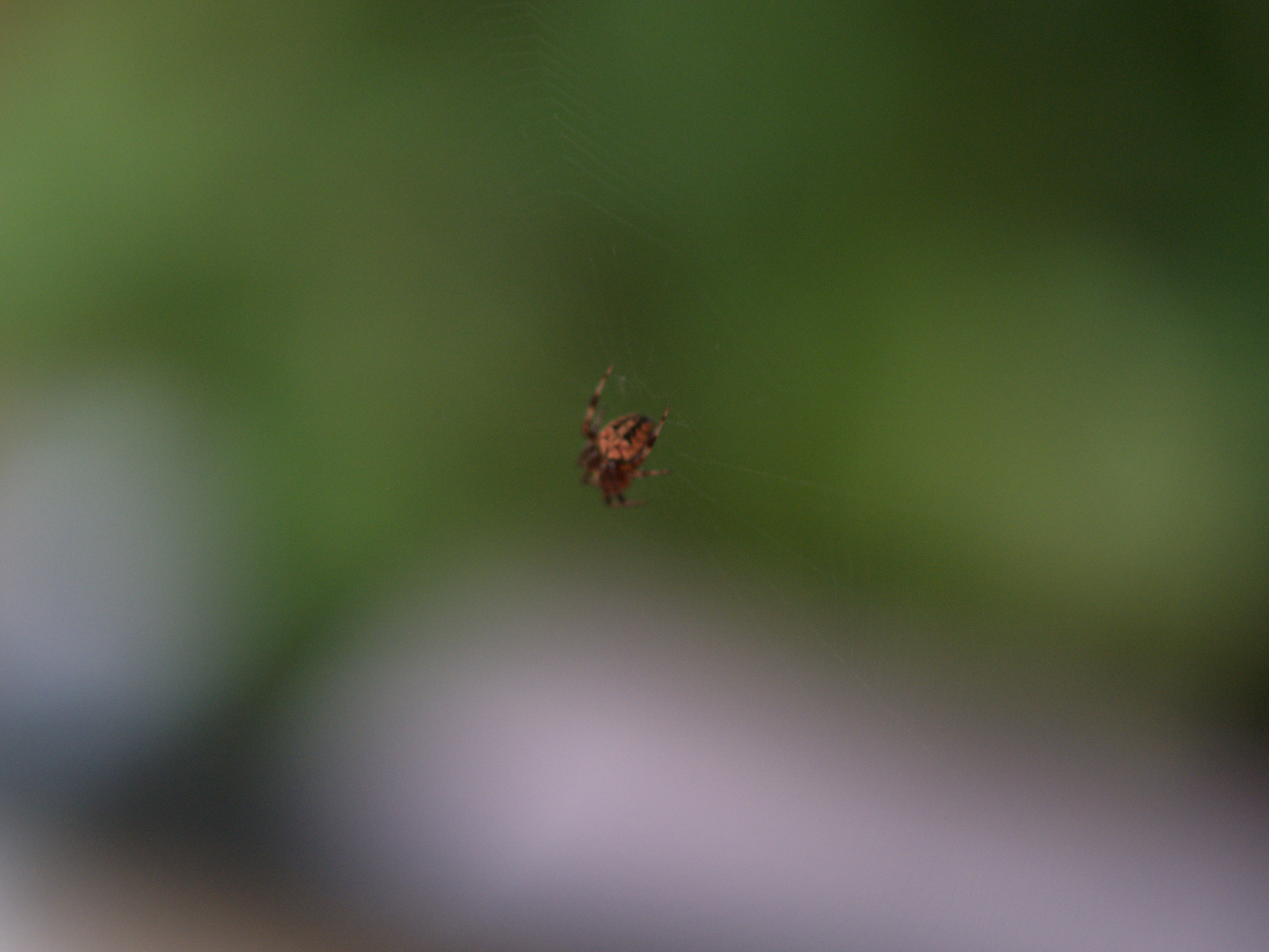Spider