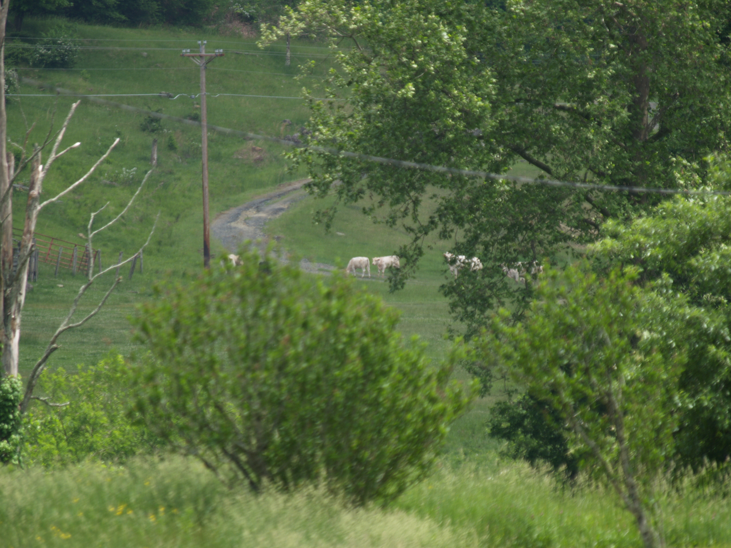 Pittmans Cattle