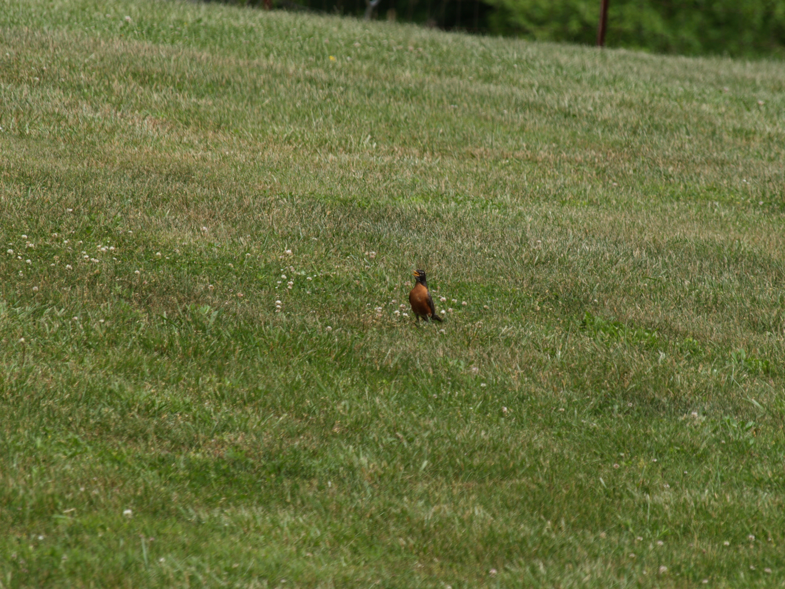 a robin