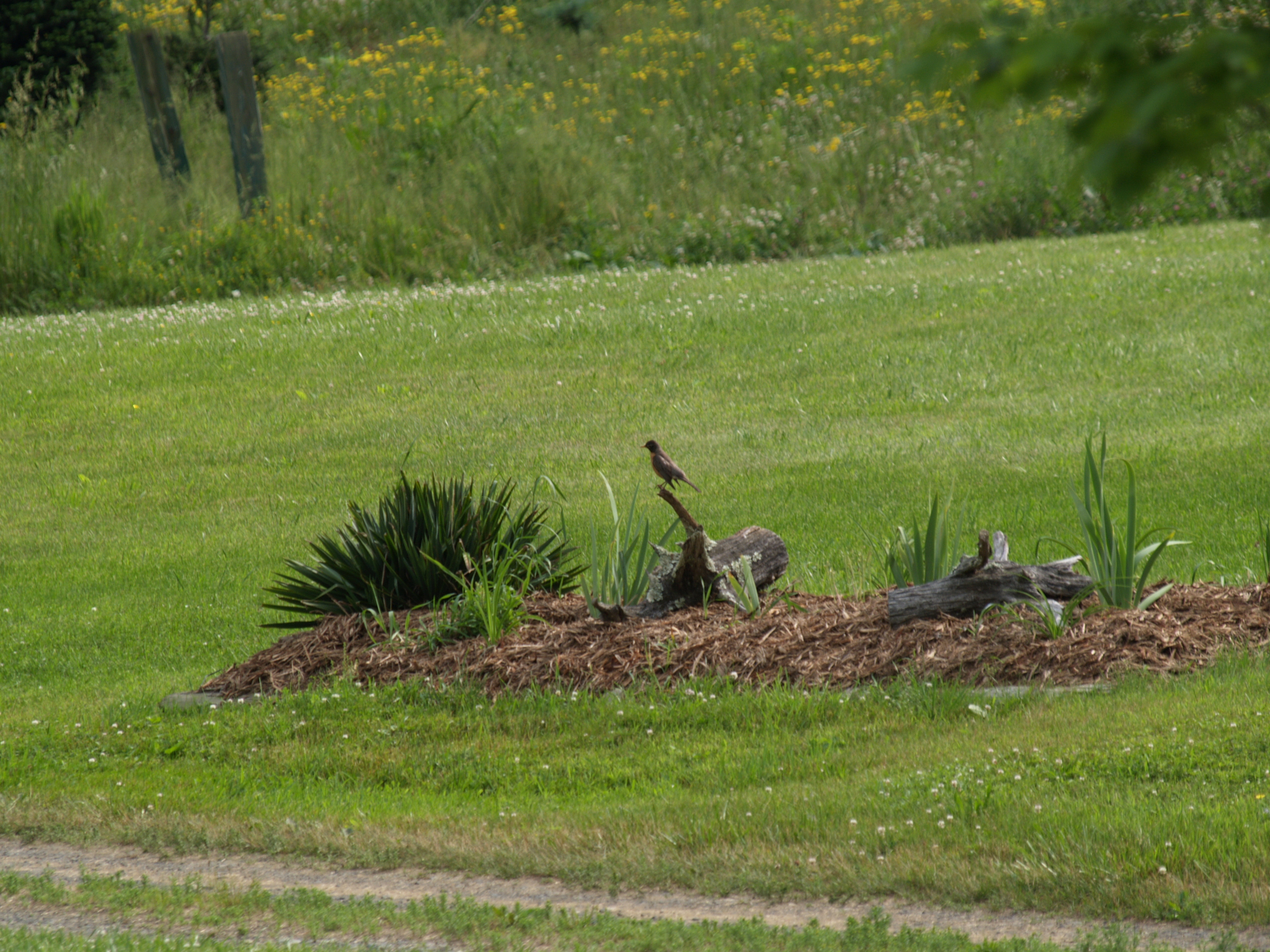 bird on a stump
