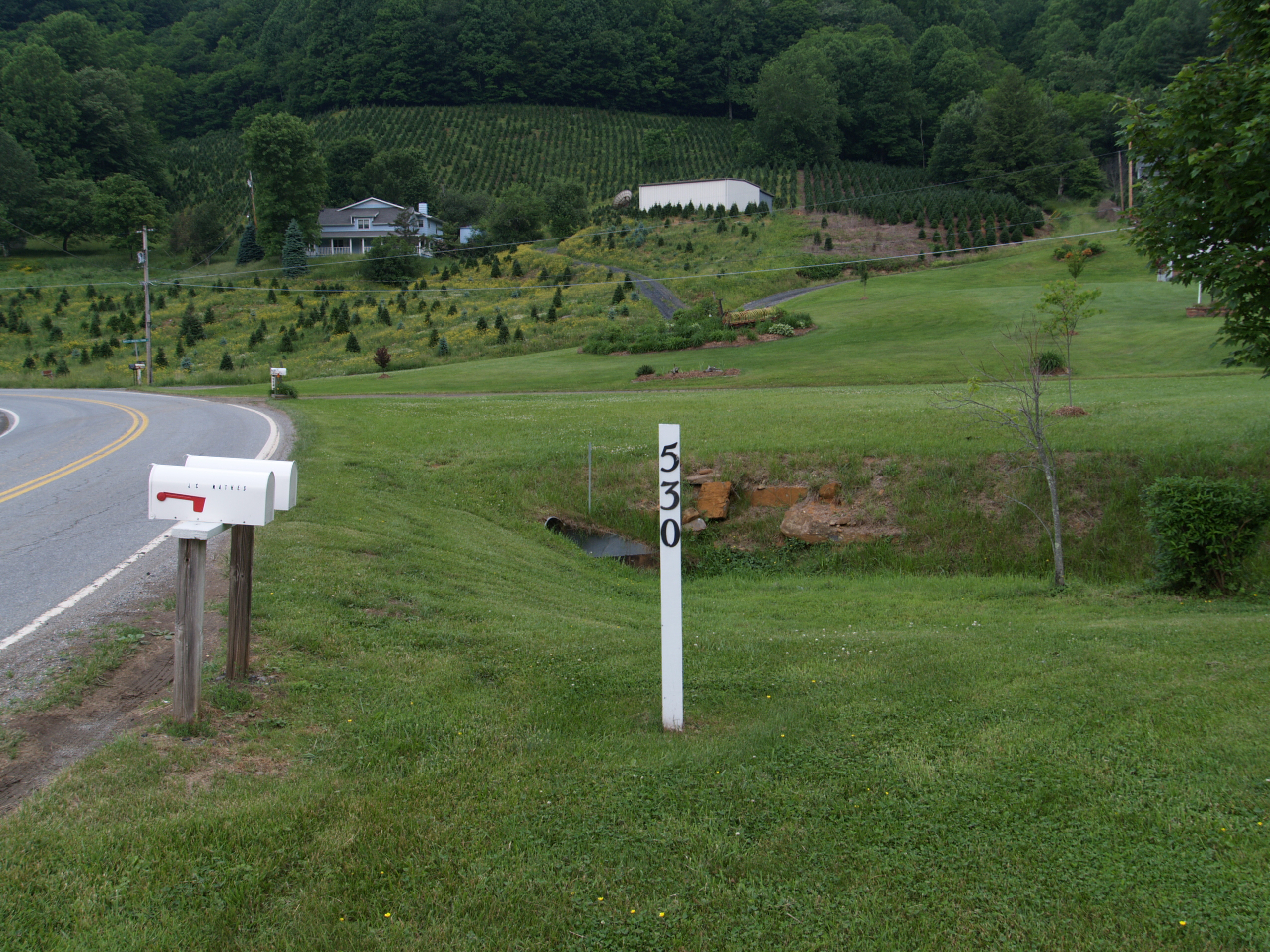 Christmas Tree Farm