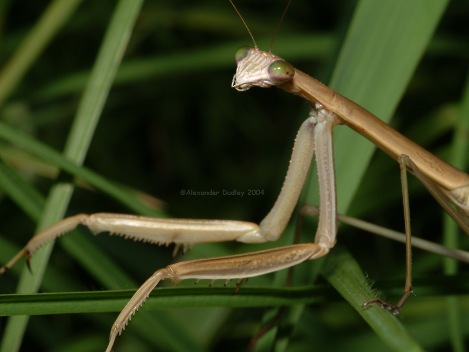 Praying mantis and poem.