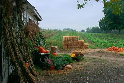 Autumn at the farmstand