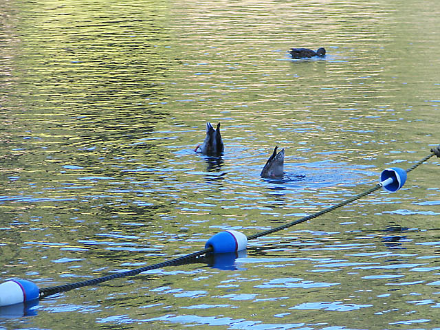 Synchronized Feeding