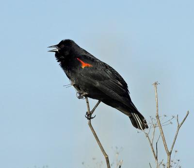 Red winged blackbird FB3B9738-2 rsz.jpg