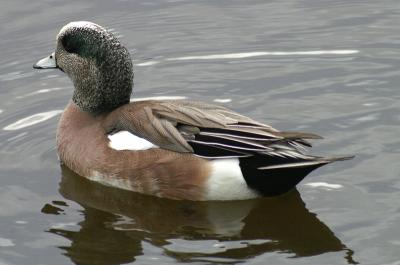 u46/gillettecraig/medium/39876347.duck2.jpg