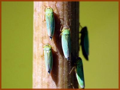 u46/giuss95/medium/26499097.26499097.PhotoTamron0275_resize.jpg
