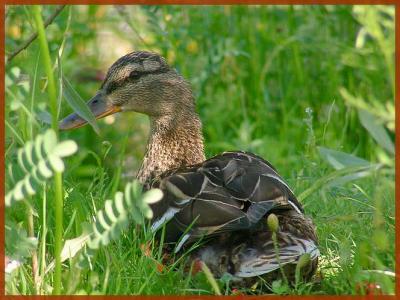 Colvert femelle