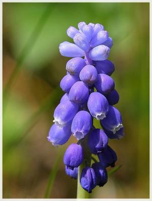 Muscari