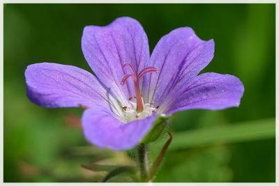 Geranium des bois