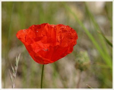 Coquelicot