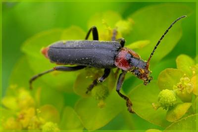  cantharide sombre (Cantharis fusca).