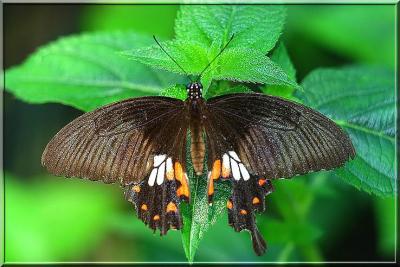  Papilio memnon