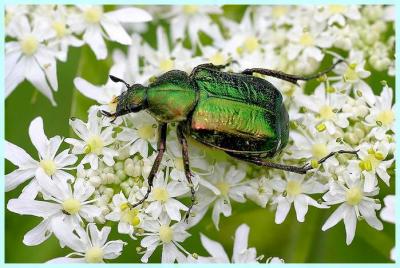 Potosia cuprea
