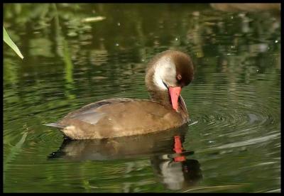 Canard à bec rouge