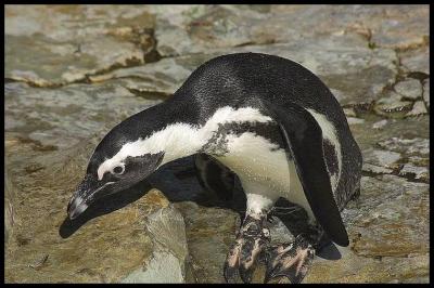 Pinguin