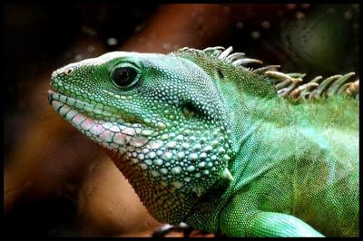 Iguane