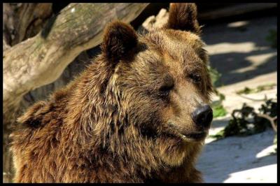 Ours brun