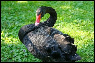 Cigne noir