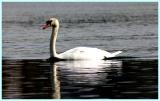 Cygne