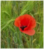 Coquelicot