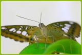  Parthenos sylvia