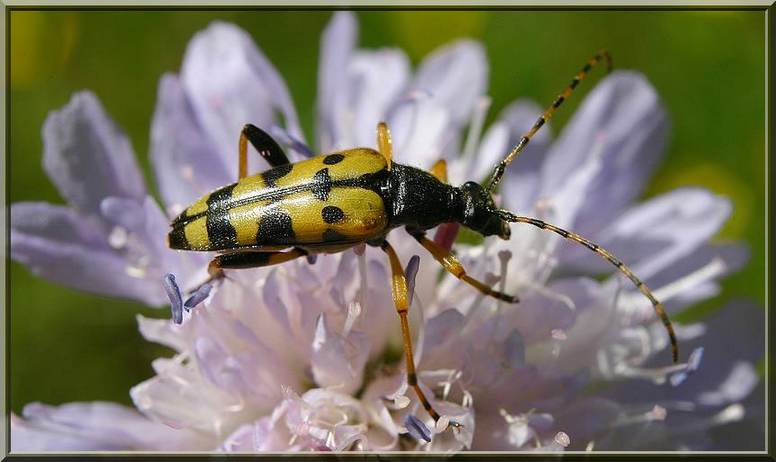 Rutpela  macculata