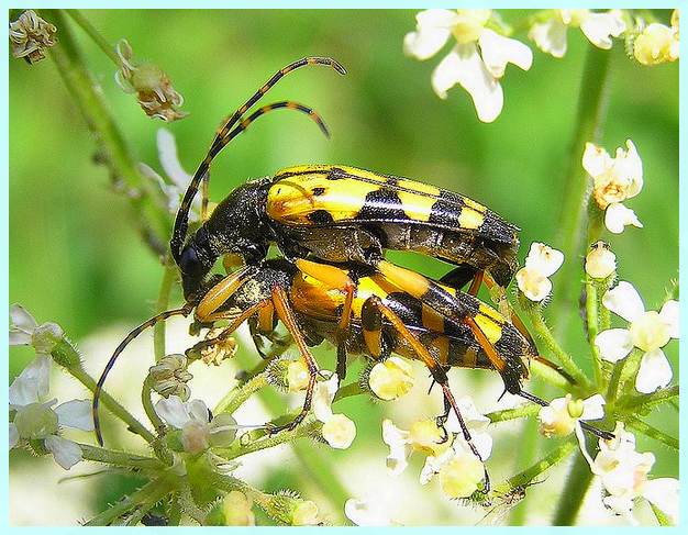 Rutpela  macculata