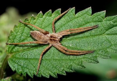 Kraamwebspin,  Pisauridae ( spinnen zijn geen insekten )