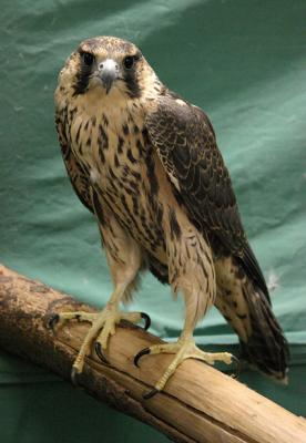 Peregrin Falcon recovering after crash through glass - - Canon 28-135mm IS lens