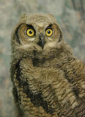 A young Great Horned Owl - handheld, no flash at 1/15s