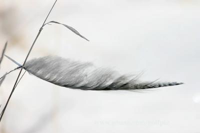 Great Gray feather
