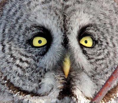 Great Gray Owl