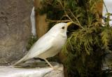 A rare Albino robin
