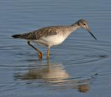 [Sandpiper] Greater Yellow Leg