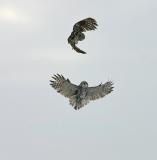 Great Gray Owl encounter in the air