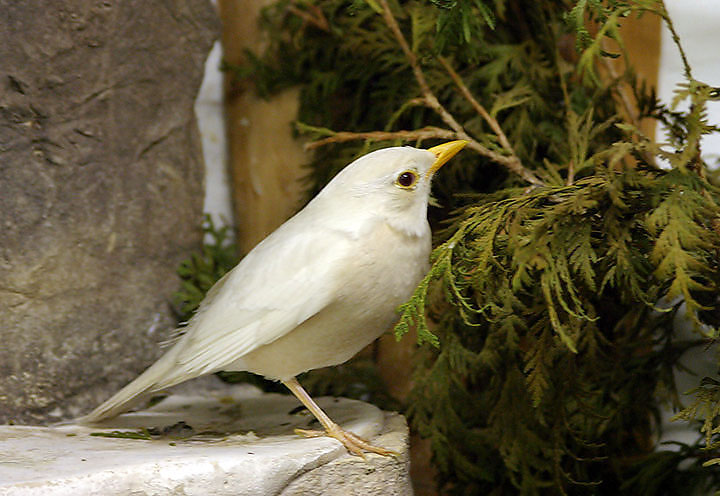A rare Albino robin