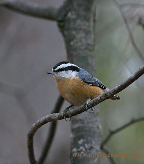 Red-breasted Nuthatch