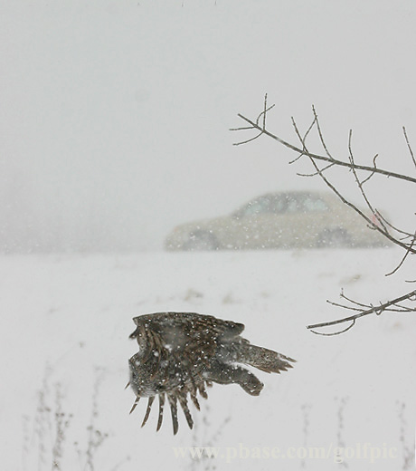 Great Gray Owl.  The not so amazing race.