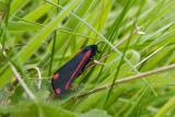 Cinnabar