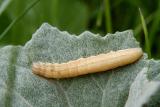 Unknown Caterpillar