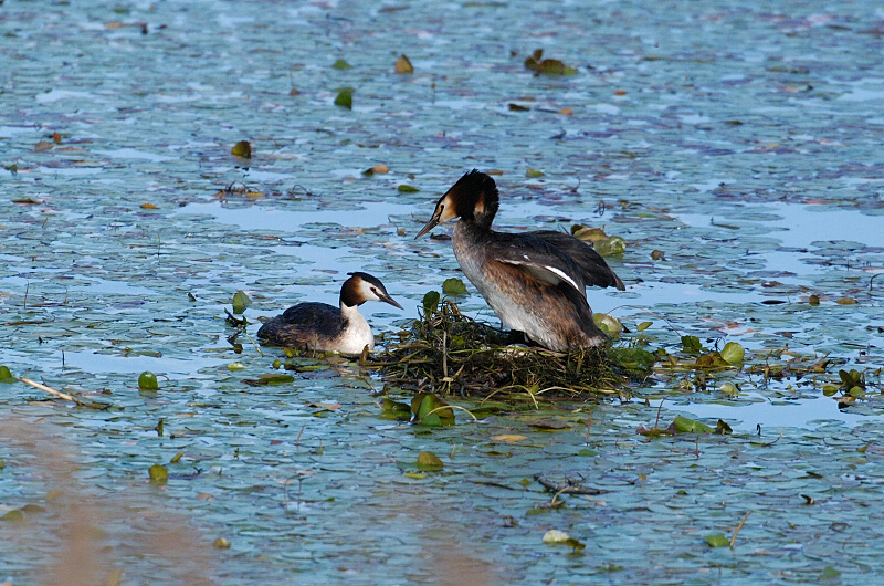 Great Crested Grebes