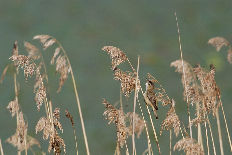 Sedge Warbler