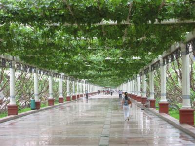 Turpan streets covered with grape trelises.jpg