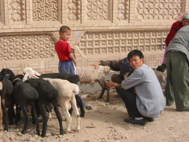 Shearing sheep.jpg