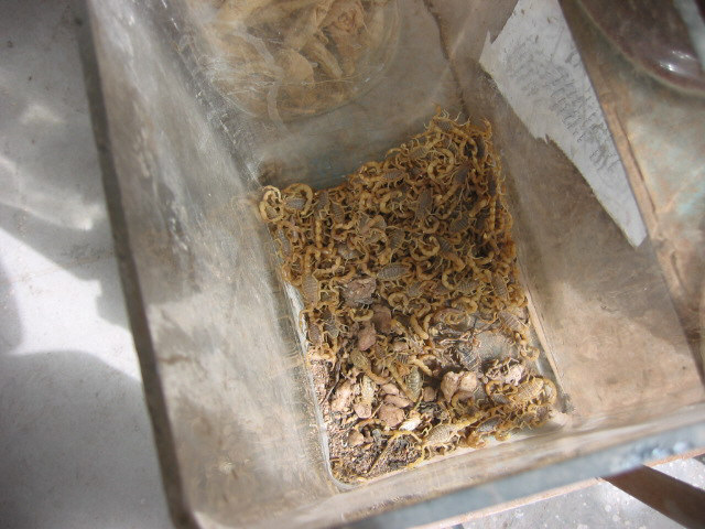 Live scorpions as medicine.jpg