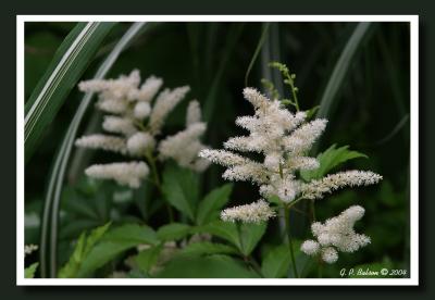 CRW_1120.jpg