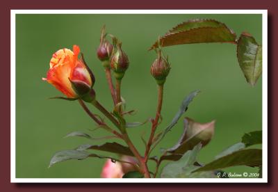 CRW_1165.jpg